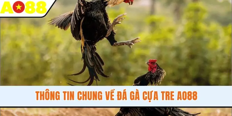 Thông tin chung về đá gà cựa tre Thông tin chung về đá gà cựa tre